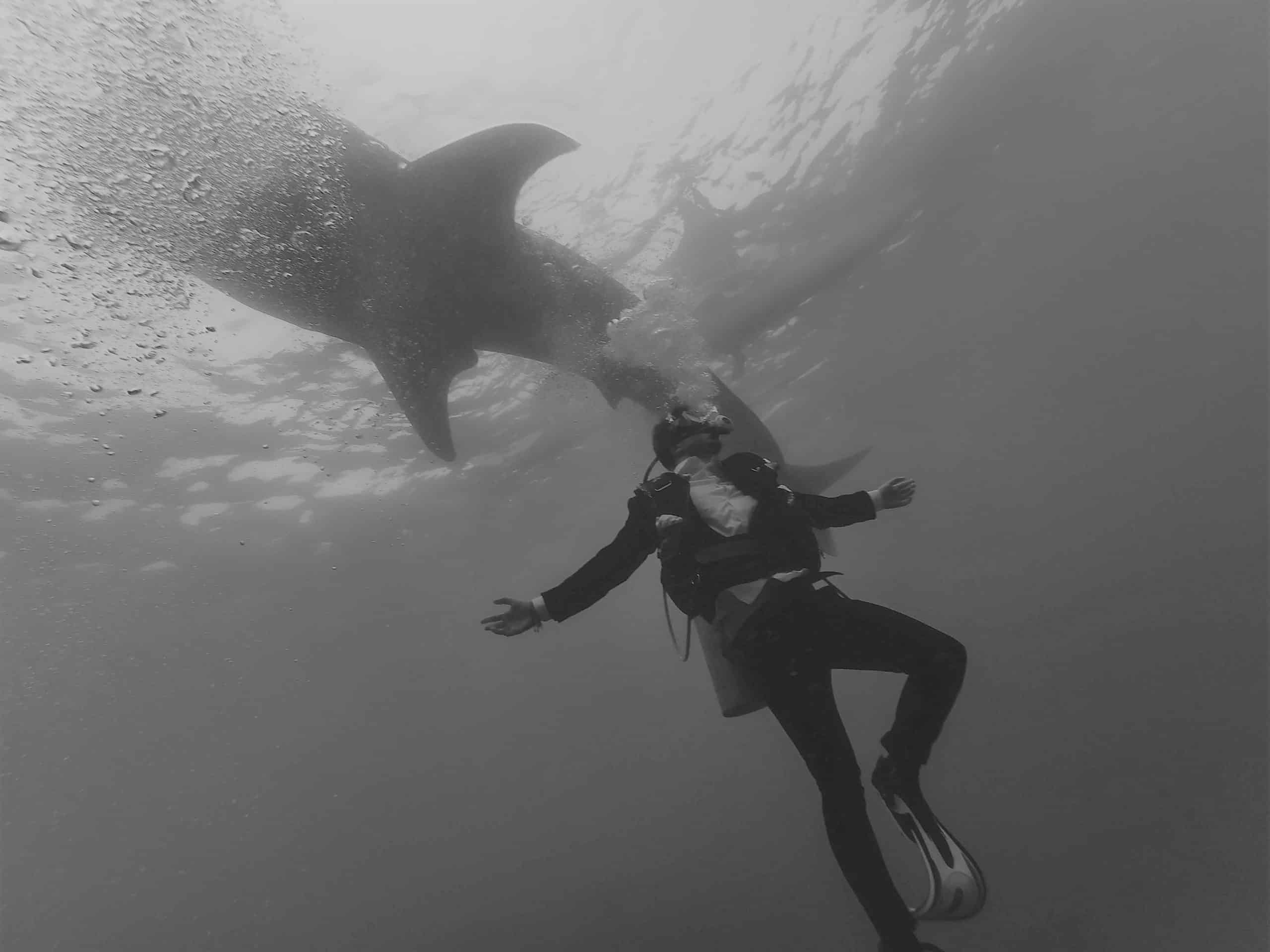 Diver with shark